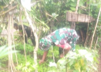 sukseskan ketahanan pangan, babinsa koramil 02 / Bebesen dampingi penyemaian bibit cabai