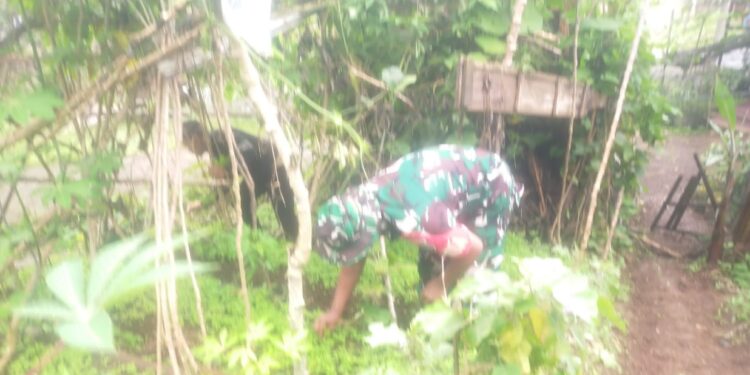 sukseskan ketahanan pangan, babinsa koramil 02 / Bebesen dampingi penyemaian bibit cabai