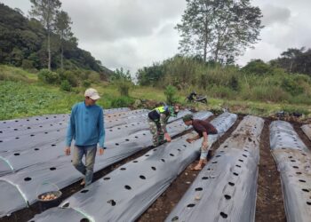 Dukung dan dampingi usaha warga binaan babinsa koramil 02 / Bebesen bantu pasang mulsa bedeng cabe