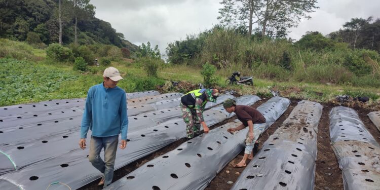 Dukung dan dampingi usaha warga binaan babinsa koramil 02 / Bebesen bantu pasang mulsa bedeng cabe