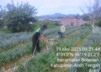 BABINSA KORAMIL 02/BEBESEN BANTU PETANI RAWAT TANAMAN SAYUR BAWANG DAUN