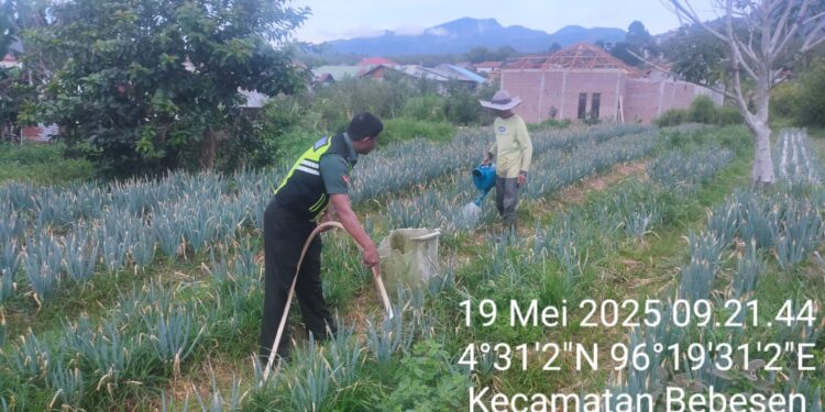 BABINSA KORAMIL 02/BEBESEN BANTU PETANI RAWAT TANAMAN SAYUR BAWANG DAUN