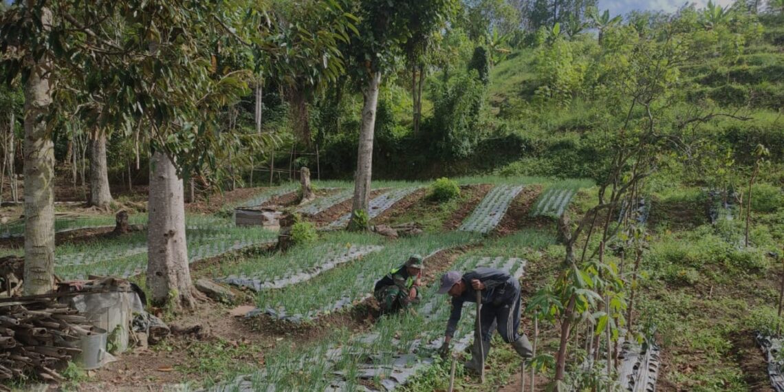 Motivasi petani, babinsa koramil 02 / Bebesen membantu perawatan bawang merah