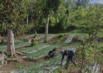 Motivasi petani, babinsa koramil 02 / Bebesen membantu perawatan bawang merah