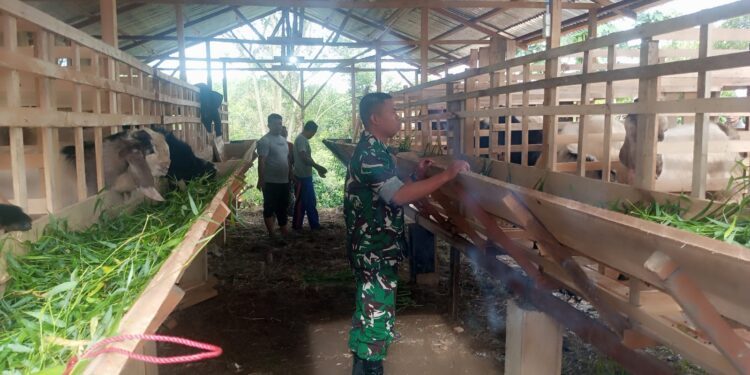 Babinsa komsos dengan peternak kambing di desa binaan