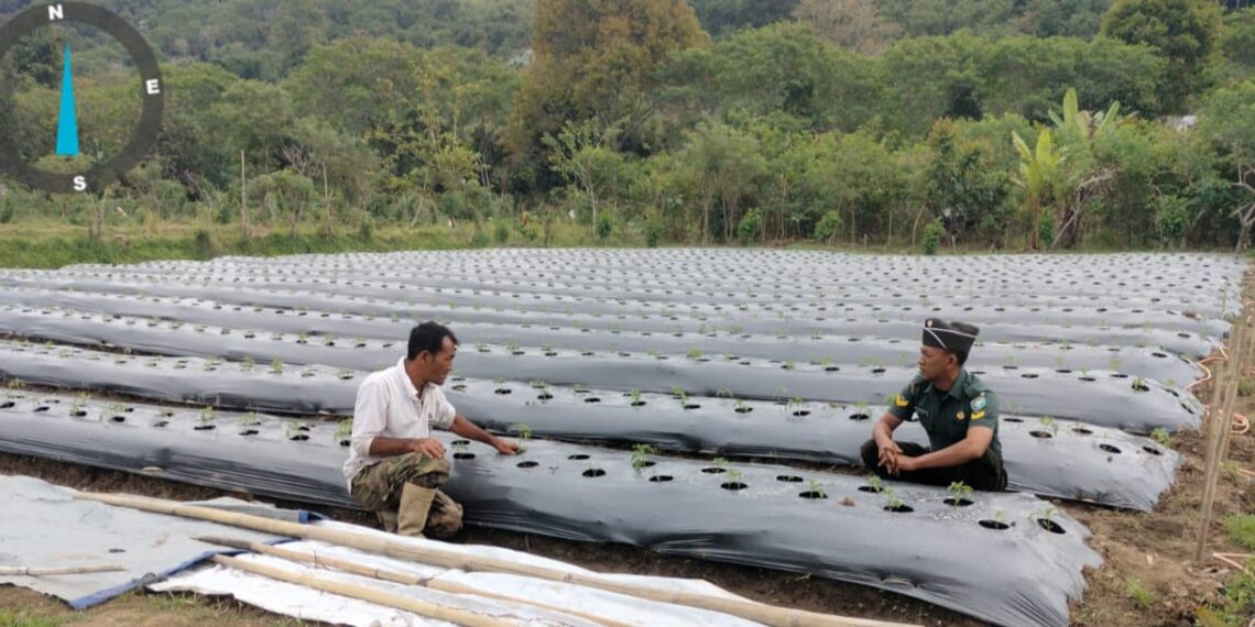 Kunjungi lahan tanaman tomat, babinsa koramil 02 / Bebesen komsos dengan petani tomat