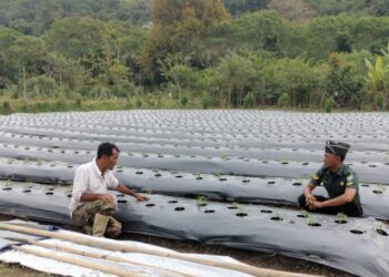 Kunjungi lahan tanaman tomat, babinsa koramil 02 / Bebesen komsos dengan petani tomat
