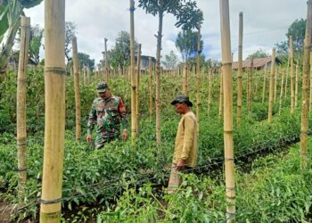 Sebagai wujud kepedulian, babinsa Koramil 02 / Bebesen bantu petani merawat tanaman tomat.