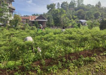 Babinsa koramil 02 / Bebesen bantu petani panen cabe