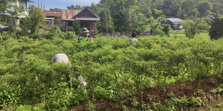 Babinsa koramil 02 / Bebesen bantu petani panen cabe