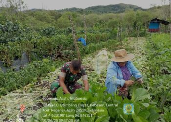 Babinsa Bantu Petani Panen Sayuran Sawi di Desa Binaan