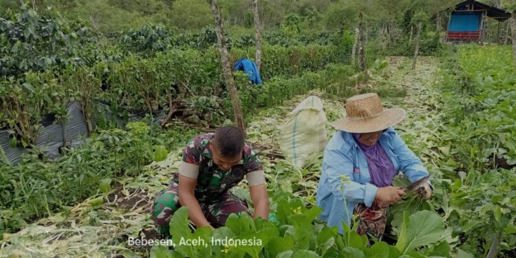 Babinsa Bantu Petani Panen Sayuran Sawi di Desa Binaan