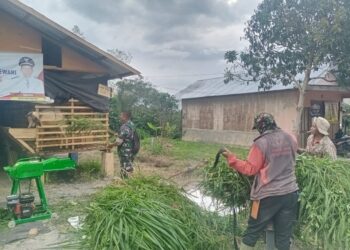 Pantau perkembangan ternak warga desa binaan, babinsa koramil 02 / Bebesen bantu beri pakan