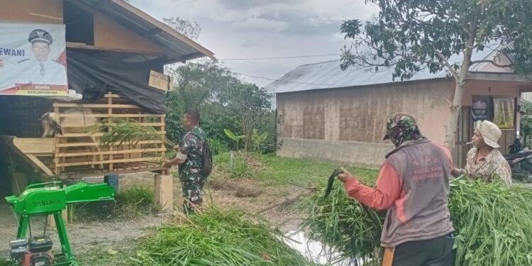 Pantau perkembangan ternak warga desa binaan, babinsa koramil 02 / Bebesen bantu beri pakan
