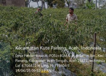 Babinsa koramil 02 / Bebesen bantu petani panen cabai  dorong ketahanan pangan