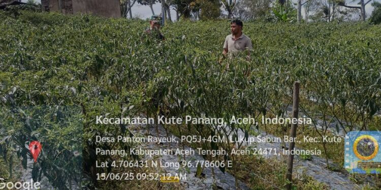 Babinsa koramil 02 / Bebesen bantu petani panen cabai  dorong ketahanan pangan