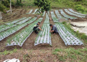 Babinsa Koramil 02 / Bebesen lakukan pendampingan petani merawat tanaman bawang.