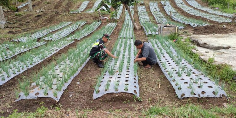 Babinsa Koramil 02 / Bebesen lakukan pendampingan petani merawat tanaman bawang.