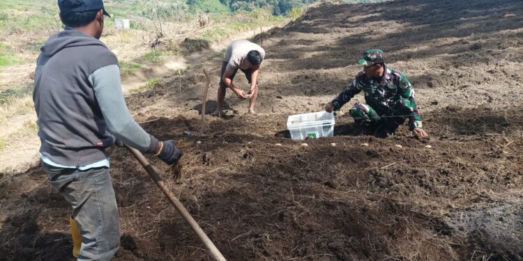 Giat pendampingan ketahanan pangan anggota koramil 02 / Bebesen bantu petani menanam kentang