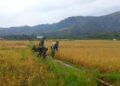 Bentuk dukungan koramil 02 / Bebesen Kepada petani, babinsa bersama poktan tinjau padi siap panen milik warga binaan.