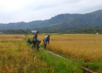 Bentuk dukungan koramil 02 / Bebesen Kepada petani, babinsa bersama poktan tinjau padi siap panen milik warga binaan.