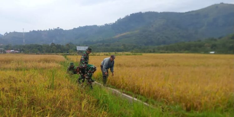Bentuk dukungan koramil 02 / Bebesen Kepada petani, babinsa bersama poktan tinjau padi siap panen milik warga binaan.