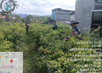 Babinsa koramil 02 / Bebesen bantu petani panen cabai di desa binaan.