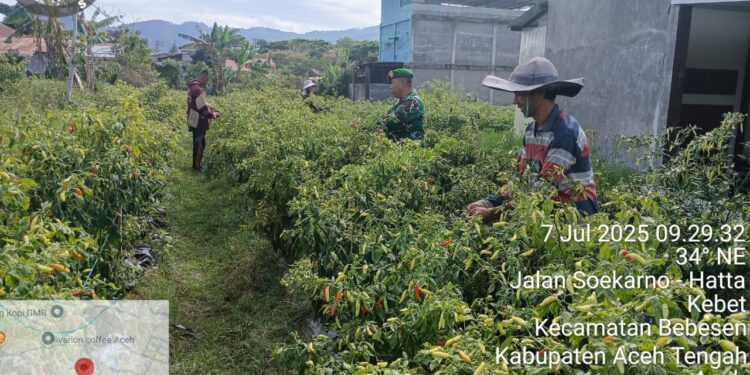 Babinsa koramil 02 / Bebesen bantu petani panen cabai di desa binaan.