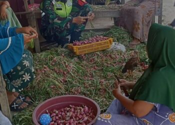 babinsa Koramil 09/Ketol komsos dgn petani Membantu Membersihkan bawang merah hasil panen di wilayah binaan