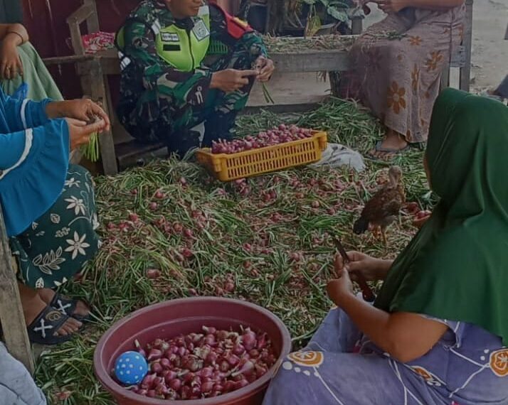 babinsa Koramil 09/Ketol komsos dgn petani Membantu Membersihkan bawang merah hasil panen di wilayah binaan