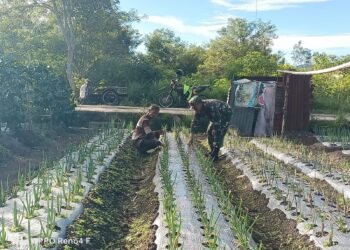 Babinsa koramil 02 / Bebesen bantu petani merawat tanaman daun bawang