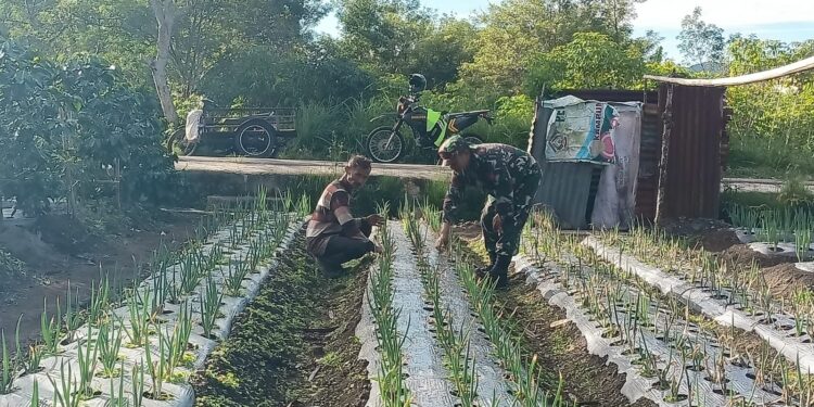 Babinsa koramil 02 / Bebesen bantu petani merawat tanaman daun bawang