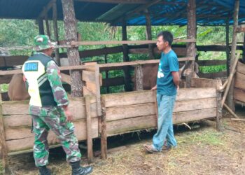 Babinsa koramil 02 / bebesen komsos dengan peternak sapi beri motivasi