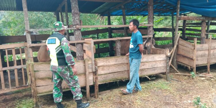 Babinsa koramil 02 / bebesen komsos dengan peternak sapi beri motivasi