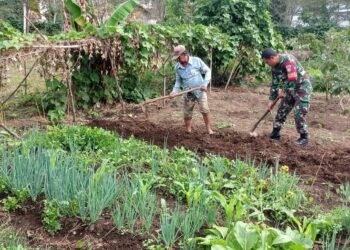 Babinsa koramil 02 / Bebesen bantu petani siapkan lahan untuk penanaman bawang merah