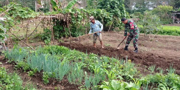 Babinsa koramil 02 / Bebesen bantu petani siapkan lahan untuk penanaman bawang merah