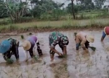 Percepatan masa tanam babinsa koramil 02 / Bebesen dampingi petani tanam padi