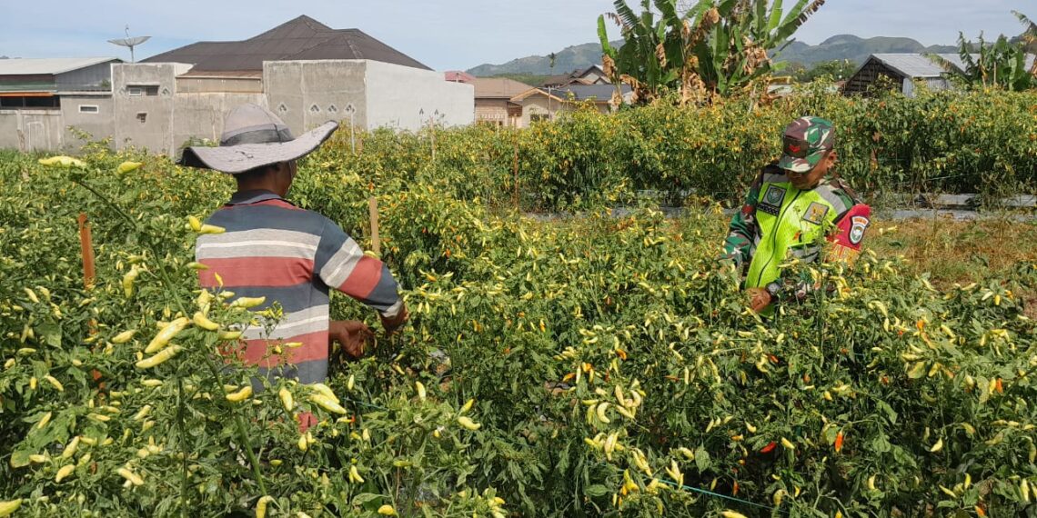 Wujud kepedulian babinsa koramil 02 / Bebesen bantu petani panen cabe nano di desa binaan