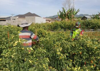 Wujud kepedulian babinsa koramil 02 / Bebesen bantu petani panen cabe nano di desa binaan