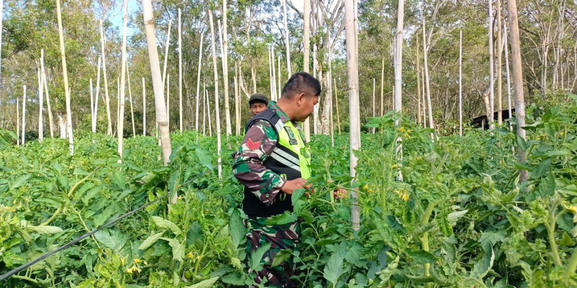 babinsa koramil 02 / Bebesen bantu warga pelihara tanaman tomat sebagai salah satu bentuk ketahanan pangan.