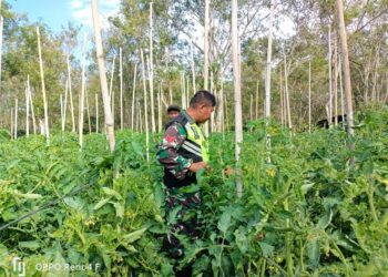 babinsa koramil 02 / Bebesen bantu warga pelihara tanaman tomat sebagai salah satu bentuk ketahanan pangan.