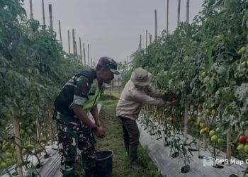 Babinsa koramil 02 / Bebesen bantu petani panen tomat, dukung ketahanan pangan