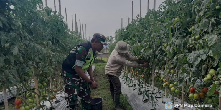 Babinsa koramil 02 / Bebesen bantu petani panen tomat, dukung ketahanan pangan