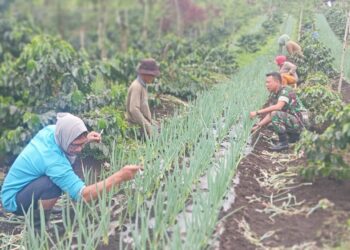 Babinsa koramil 02 / Bebesen dampingi petani cek pertumbuhan tanaman bawang
