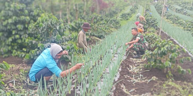 Babinsa koramil 02 / Bebesen dampingi petani cek pertumbuhan tanaman bawang