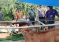 babinsa koramil 02 / Bebesen atensi pengecekan ketahanan pangan ternak sapi kecamatan kute panjang
