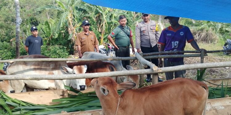 babinsa koramil 02 / Bebesen atensi pengecekan ketahanan pangan ternak sapi kecamatan kute panjang