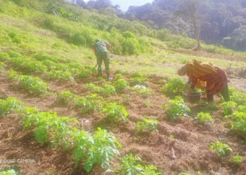 Babinsa koramil 02 / Bebesen dampingi petani dalam perawatan tanaman kentang