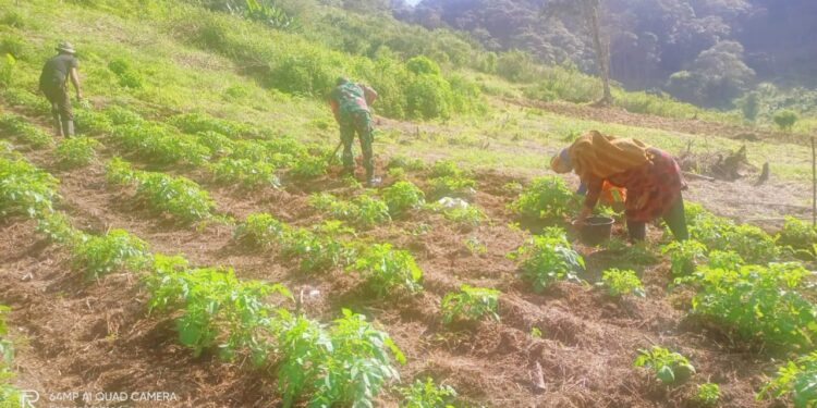 Babinsa koramil 02 / Bebesen dampingi petani dalam perawatan tanaman kentang