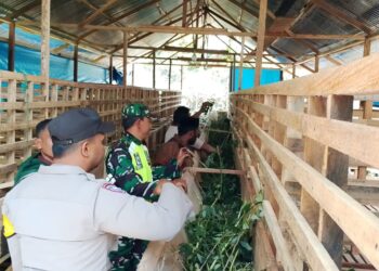 Dukung ketahanan pangan di bidang peternakan babinsa koramil 02/bebesen melaksanakan pengecekan peternakan kambingnya di binaan